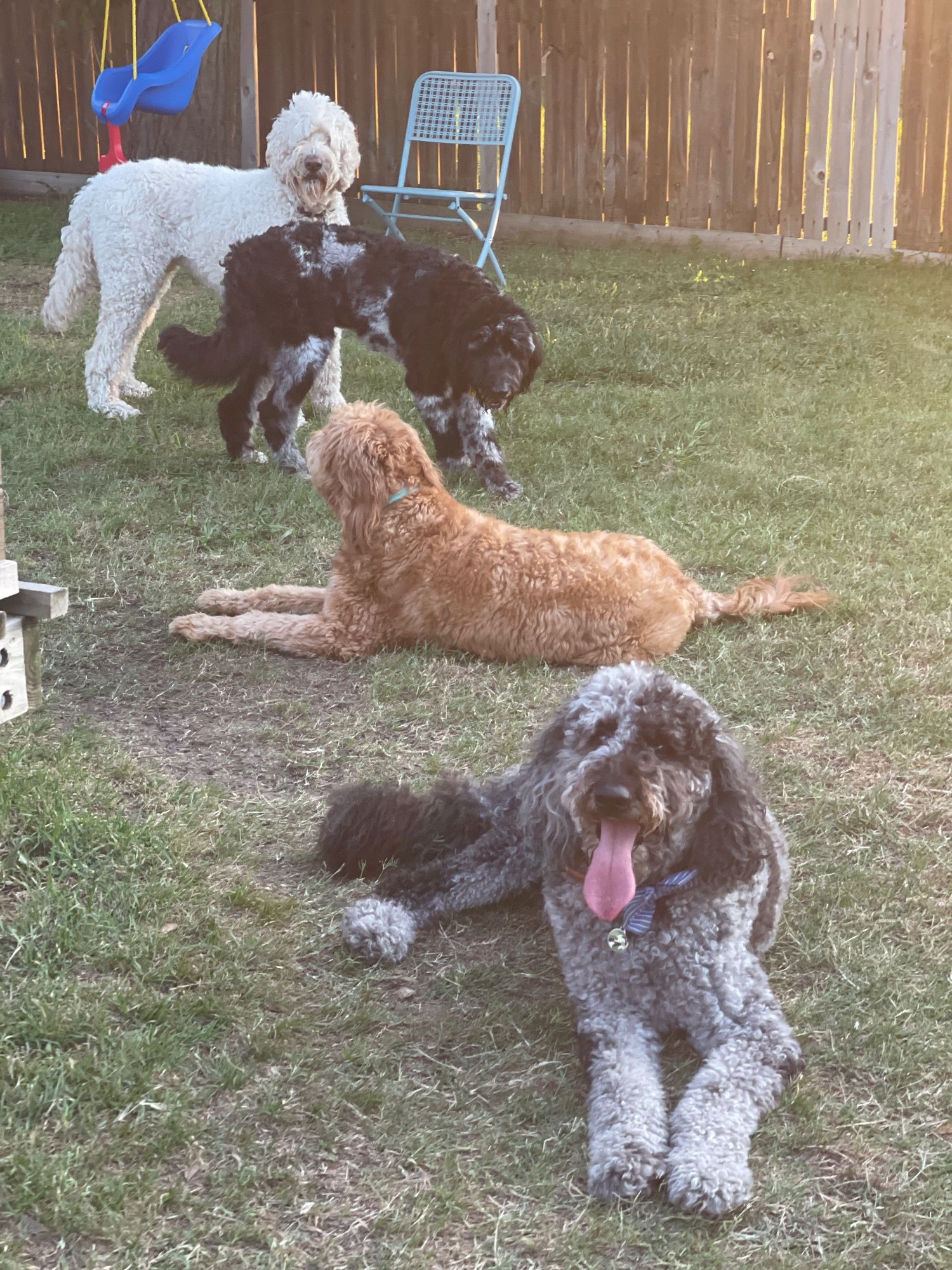 4 dogs playing outside