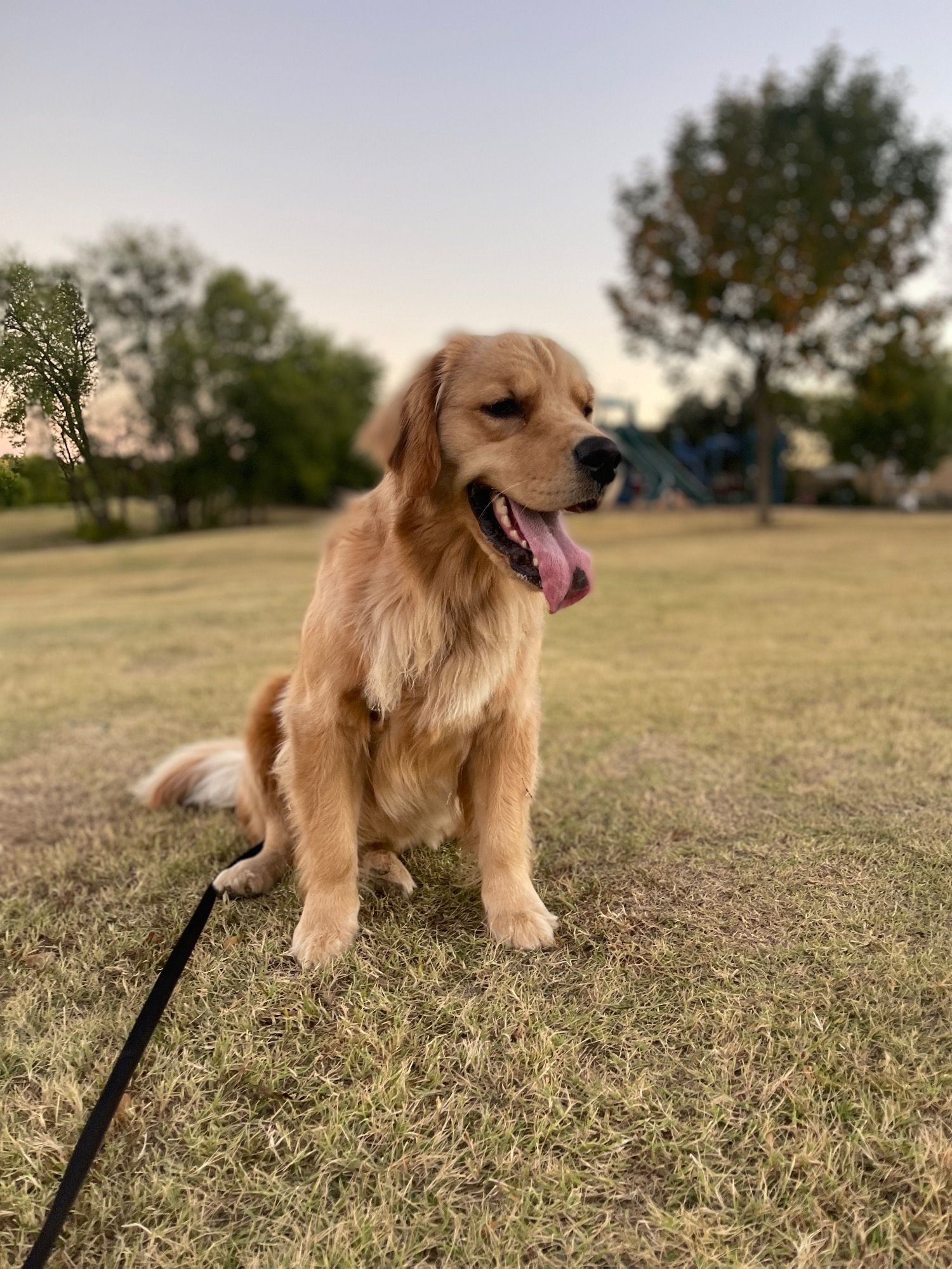 Dog sitting outside