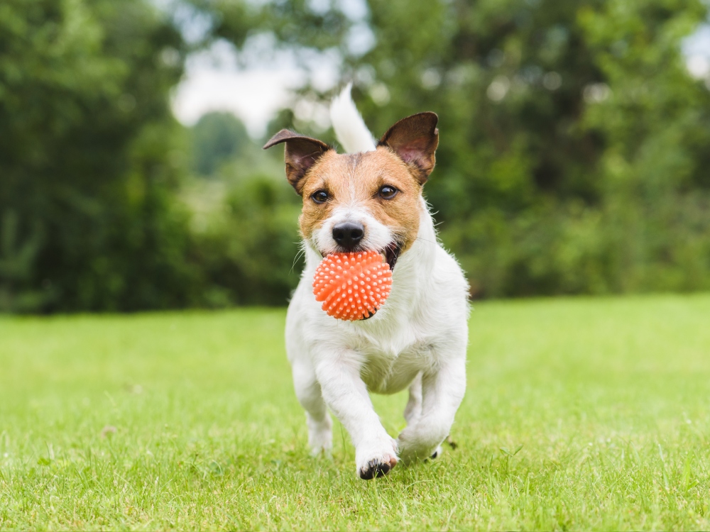 Dog with ball in his mouth