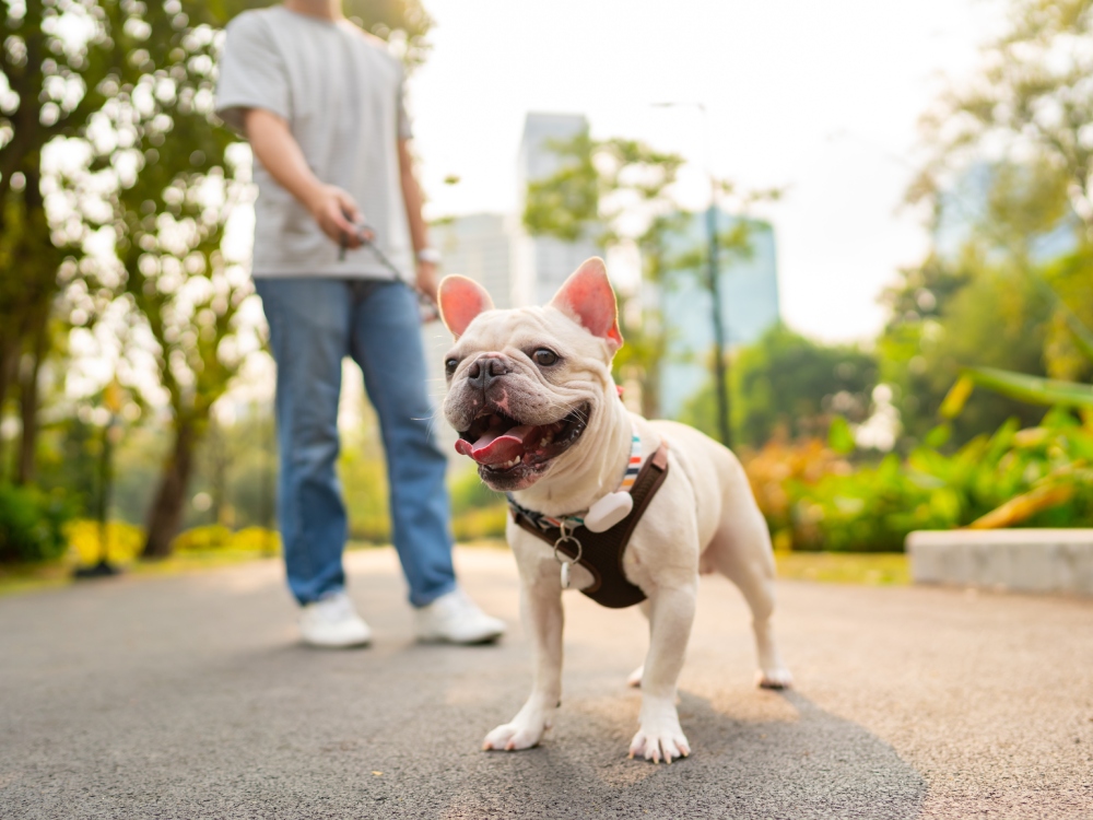 Dog with owner