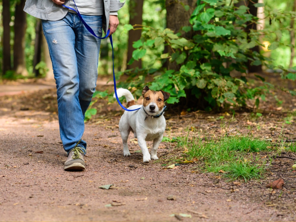 Dog walking outside with owner