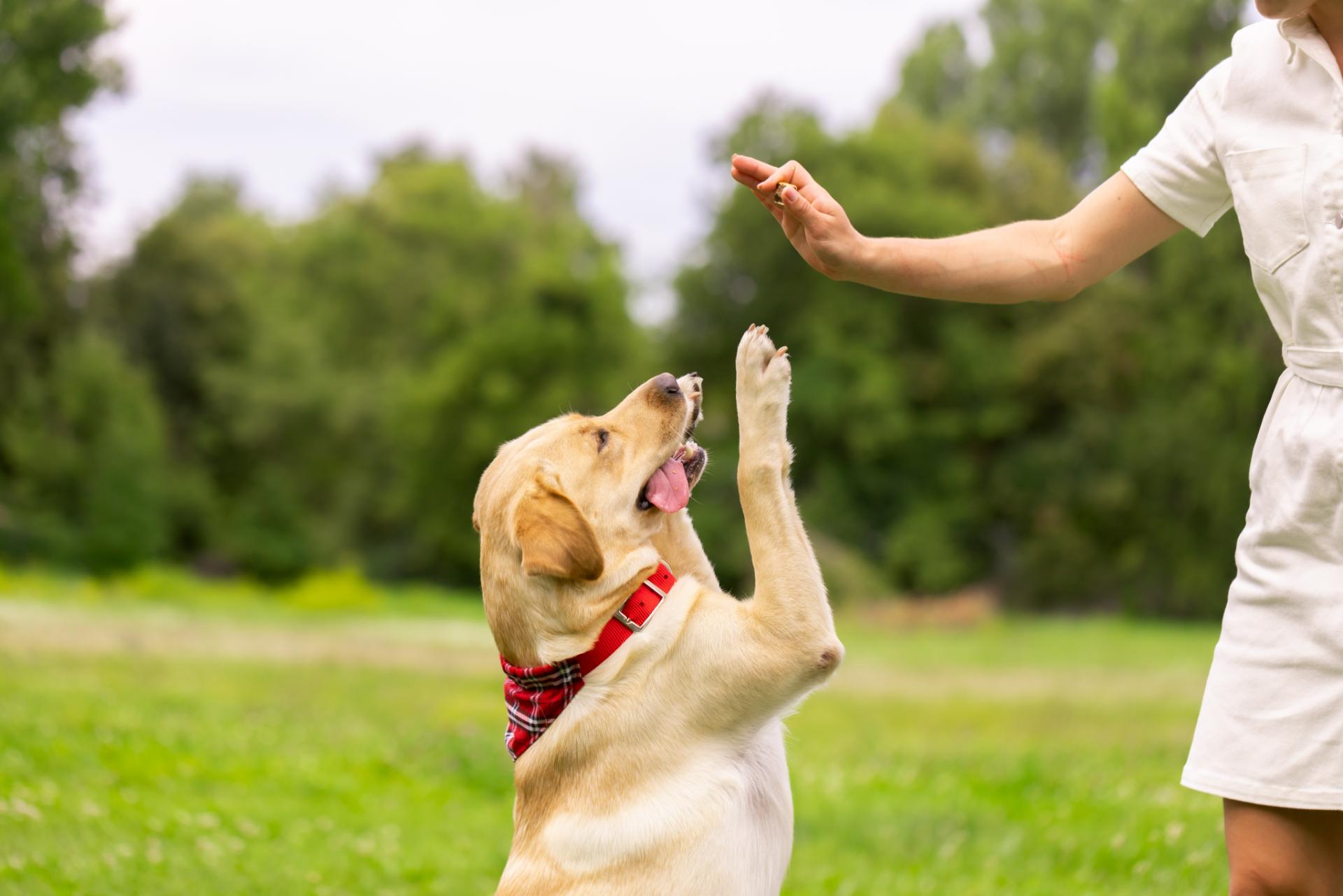 Woman playing with dog