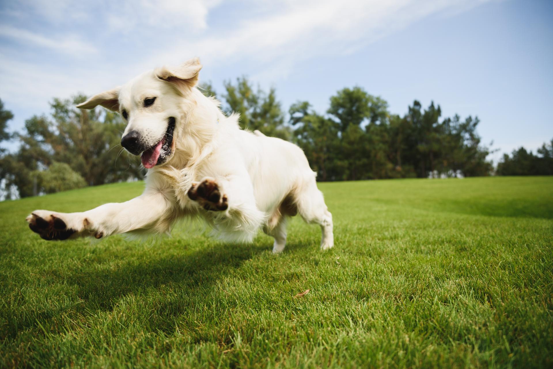 Dog playing in the garden