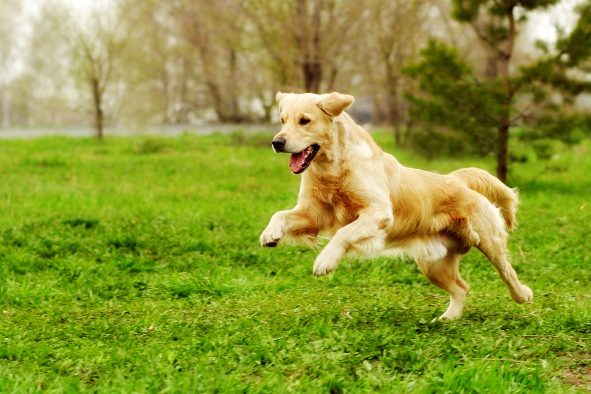 Dog playing